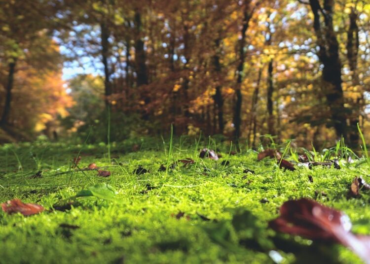 forest floor 1031143 960 720 5