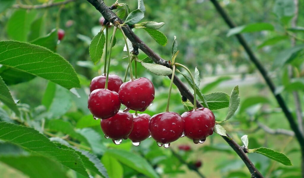 fruit 3238601 1920 1