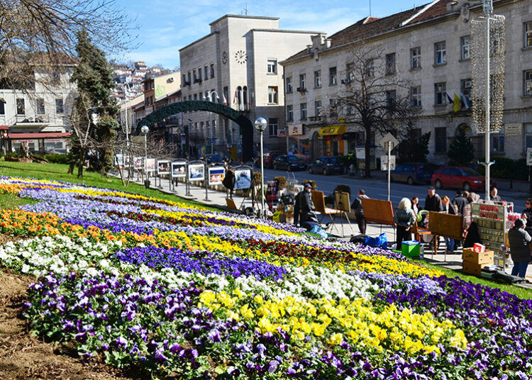 Теменужки и незабравки ще красят Търново напролет 1 gradinki veliko tarnovo