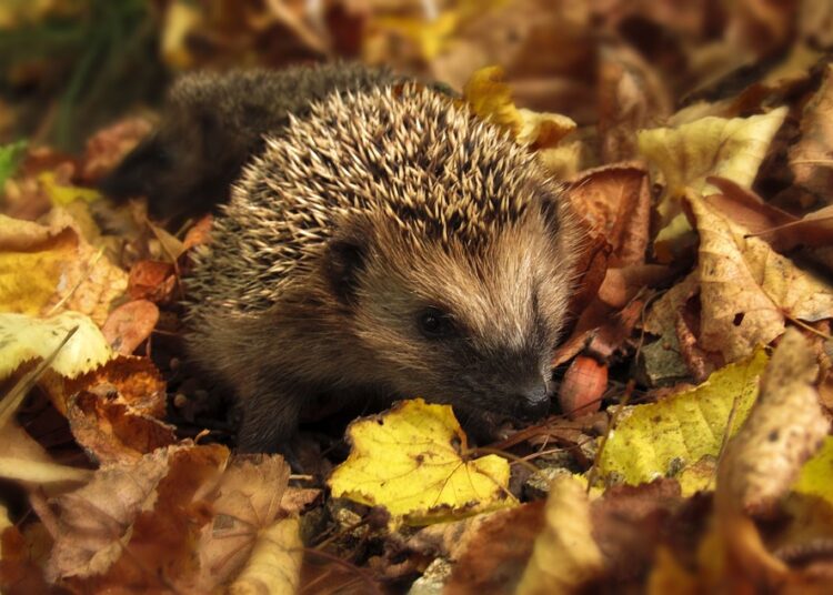 Без циганско лято през ноември 1 hedgehog 985315 960 720