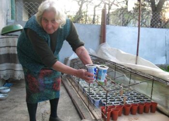 По 50 ст. за корен домат за разсаждане в Кюстендил
