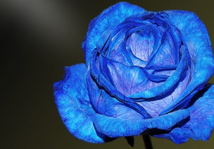 item flower1944535960720