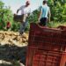 Дъждовете и градушките съсипват прочутите кюстендилски череши