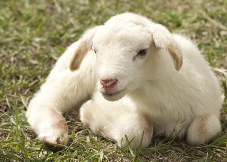 lamb 2216160 960 720 2