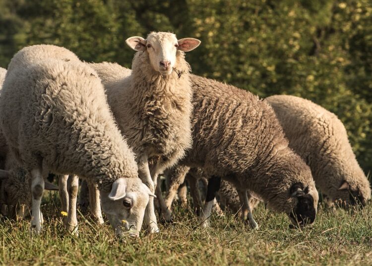 lamb 3530552 960 720 1
