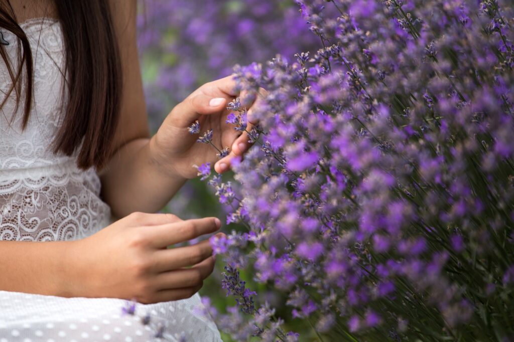 lavender 3576126 1920