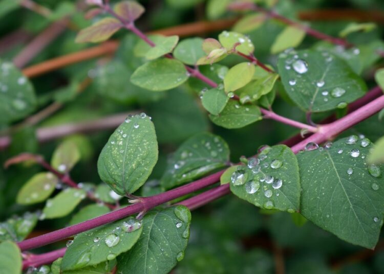 leaf plants 3116666 960 720 1