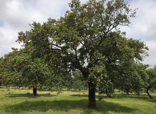 Online lecture offered for cork oak farmers in Extremadura 1 medium Cork oaks