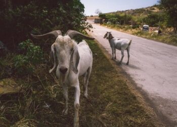 Goats are not just the brand image of Poiares, they might also save its forests