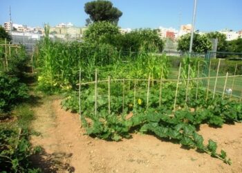 Palma de Mallorca will give out garden plots through a raffle