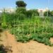 Palma de Mallorca will give out garden plots through a raffle 8 Palma de Mallorca will give out garden plots through a raffle