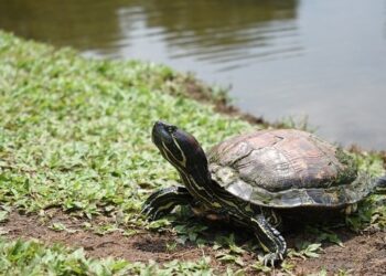 Valencia has a problem with exotic turtles