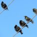 Chasing away the starlings in Logroño