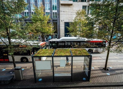 The Hague installs sustainable bus shelters in the city centre 1 medium The Hague green roof stop full