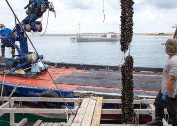 The Port of Valencia is also a mussel farm