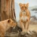 Virtual Zoo Exbition opens in Brno