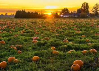 Drones come to the help of Danish agriculture