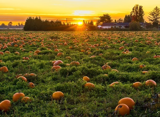 Drones come to the help of Danish agriculture