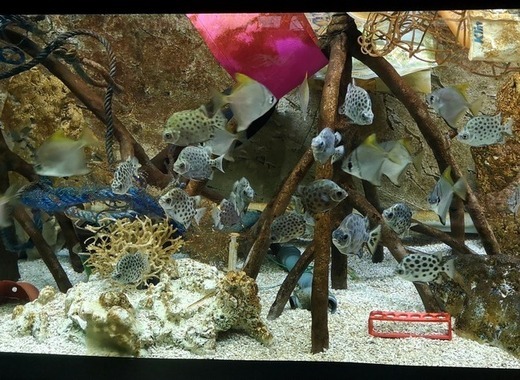 Brno zoo opens an aquarium full of plastic to show how polluted oceans are 8 Brno zoo opens an aquarium full of plastic to show how polluted oceans are