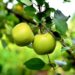 The Hague will give you an apple tree in exchange for your waste