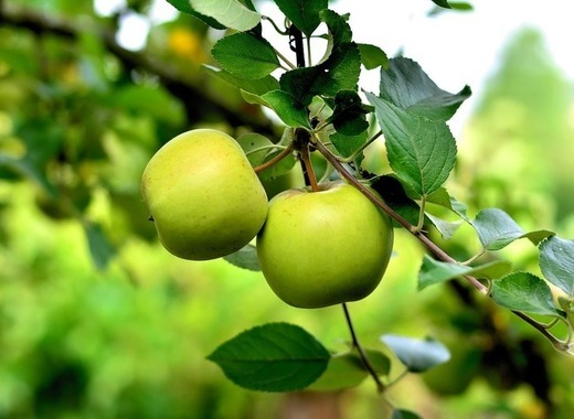 The Hague will give you an apple tree in exchange for your waste 1 medium apple 3866387 1280