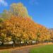 Massive tree-planting initiative on its way in Glasgow 8 Massive tree-planting initiative on its way in Glasgow