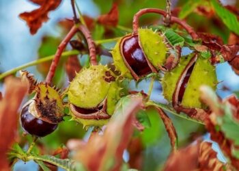 EU project calls on Slovenians to help save wild chestnuts