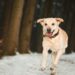 Germany to introduce landmark dog-walking law