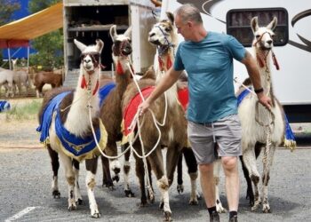 Marseille wants to ban the use of wild animals in circuses