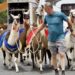 Marseille wants to ban the use of wild animals in circuses 8 Marseille wants to ban the use of wild animals in circuses