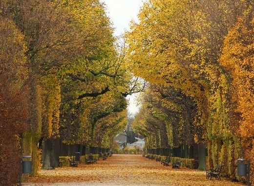 Additional 8 million euros allocated for tree-planting in Vienna 1 medium park 776359 1280