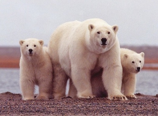 How to slow down climate change?