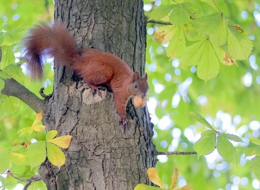 Warsaw Zoo collects donations of nuts and acorns 1 medium the squirrel 1693575 1920