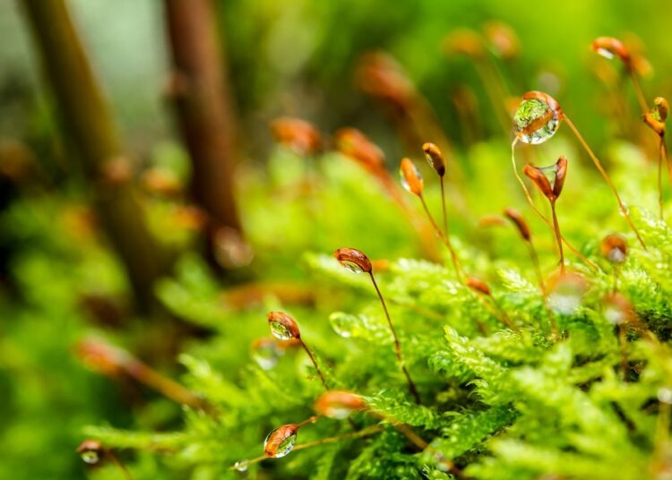 Жега, слънце и дъжд 1 moss 3101476 960 720 1