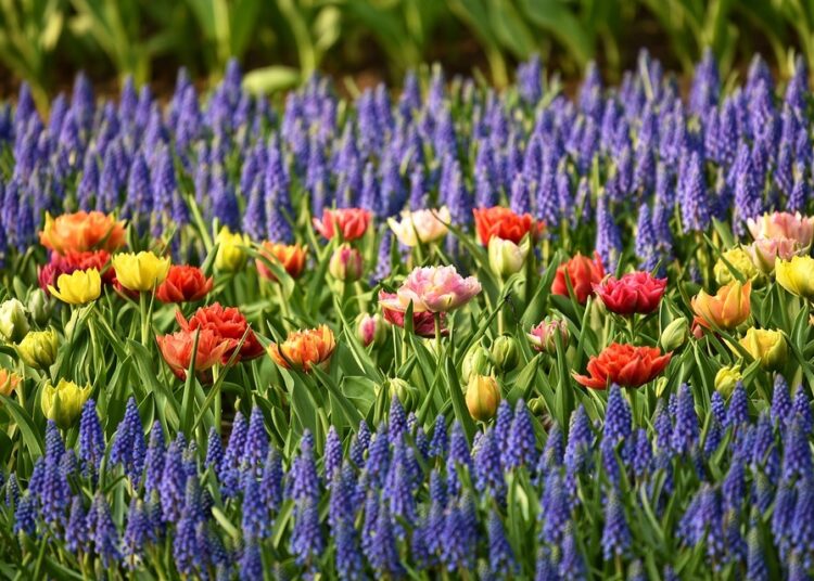 muscari 3348551 960 720