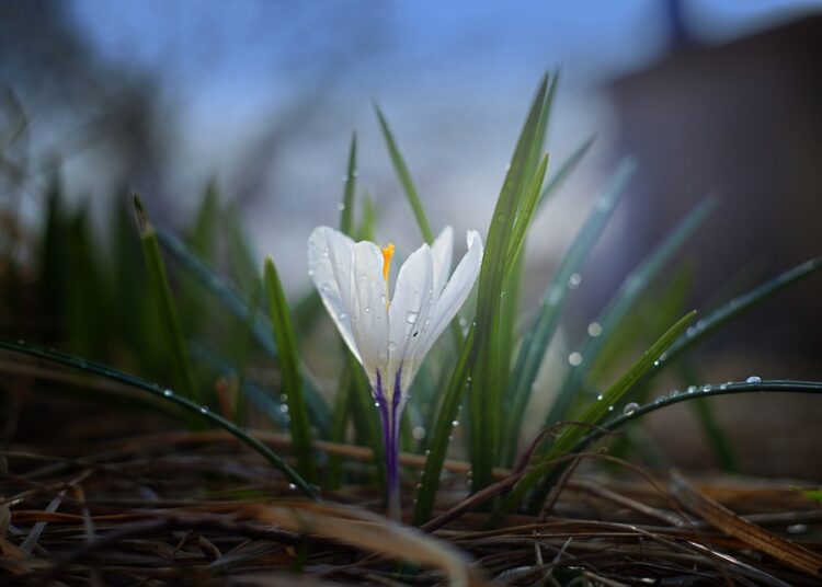 nature 3103701 960 720 3