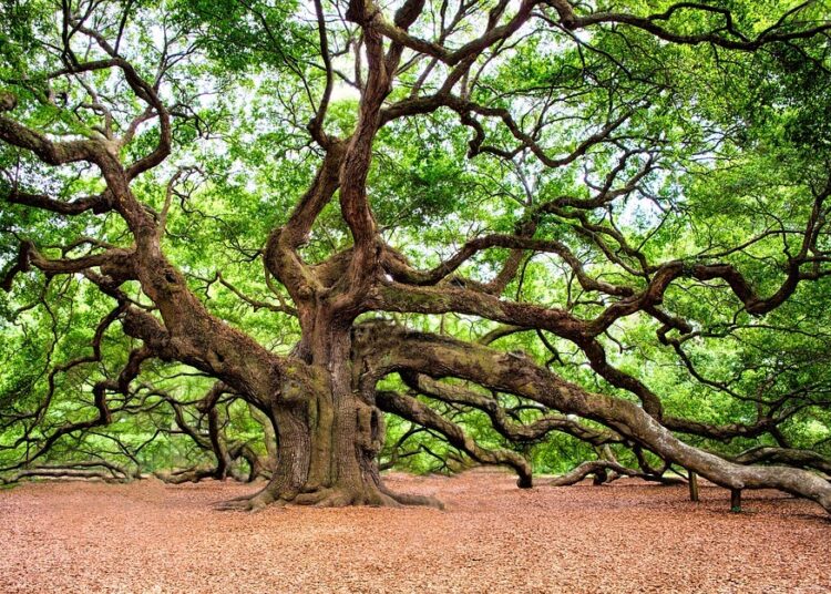 oak tree 2018822 960 720