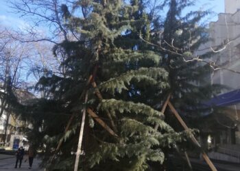 Вдигнаха и укрепиха паднали кипариси