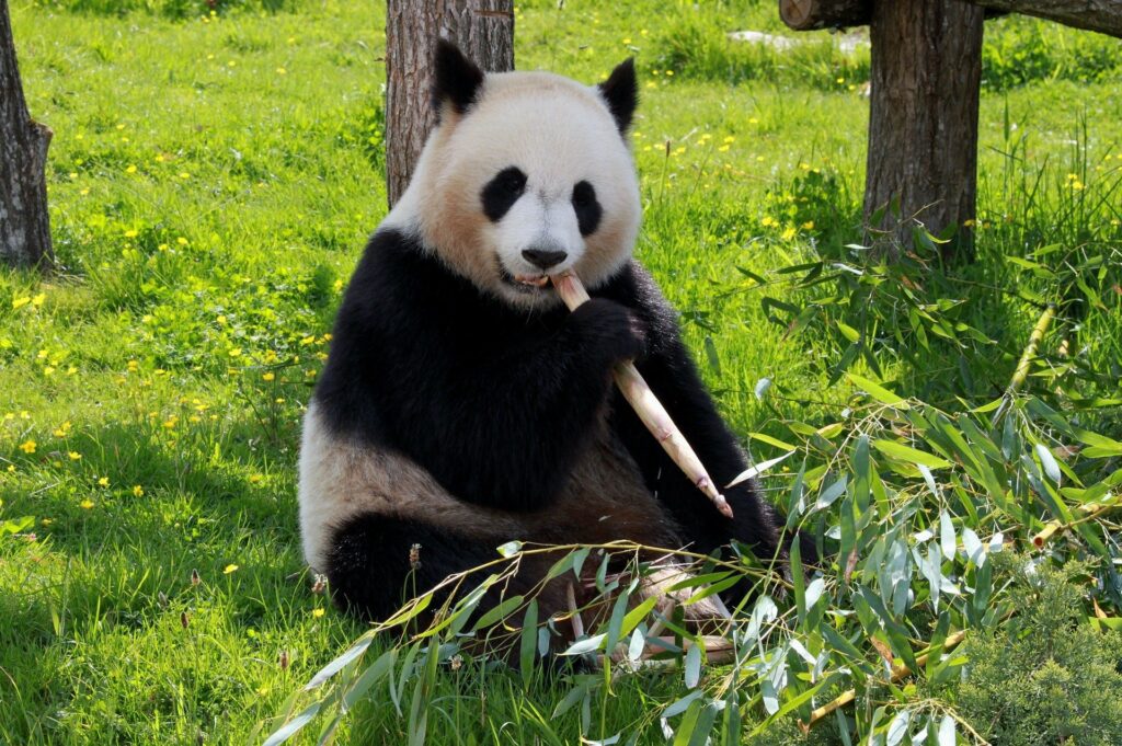 panda 206297 1920