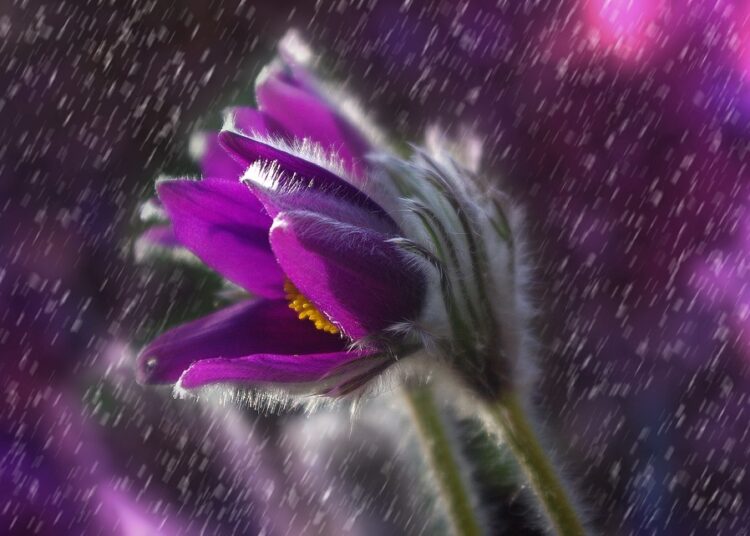 pasque flower 1331790 960 720 1