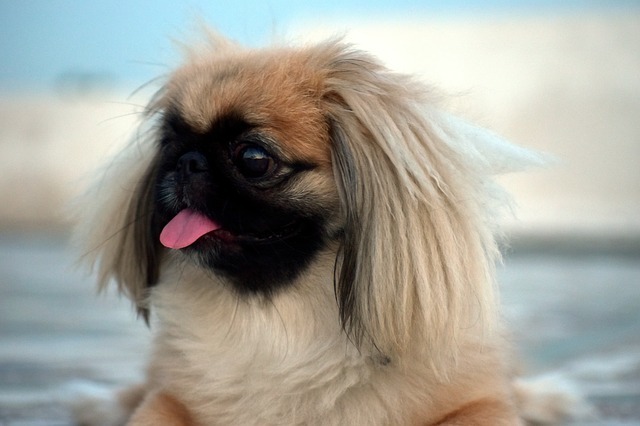Стара Загора прави градинки за пекинези и пинчери 1 pekingese 2719513 640