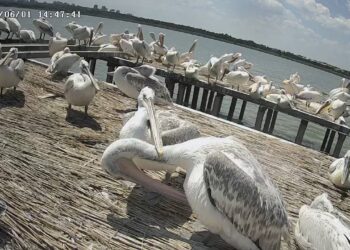 100 пеликанчета се излюпиха в Сребърна