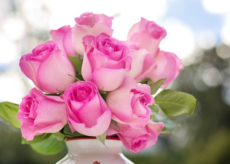 pink roses 2191636 960 720 3