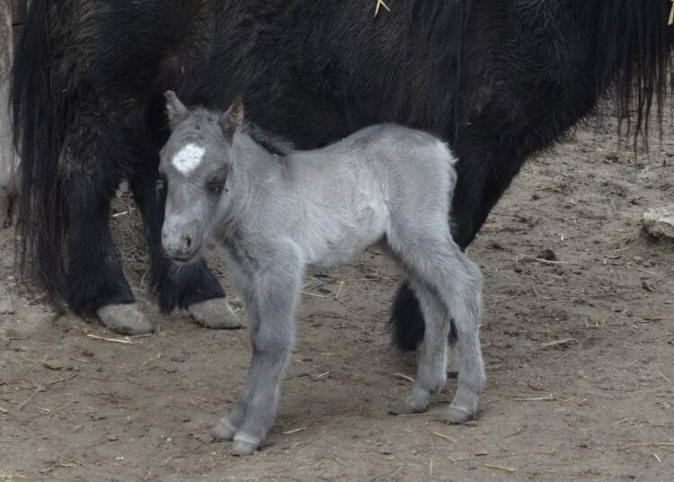 poni