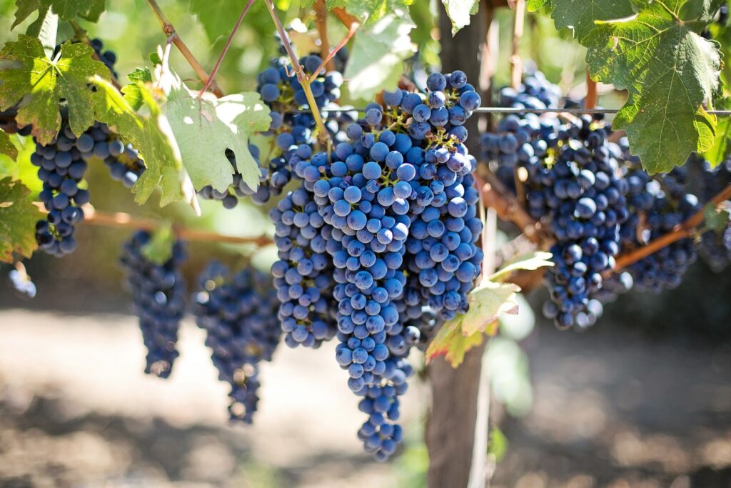 purple grapes 553464 1920 2