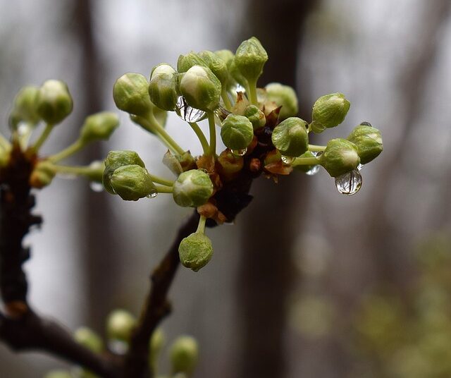 rain wet cherry blossom buds 2080189 640 1