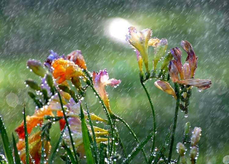 rainspring 4
