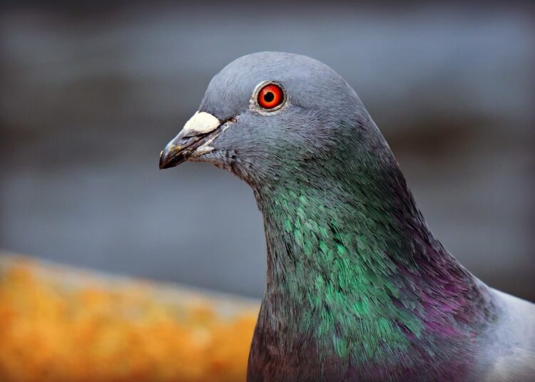 rock dove 4056094 960 720