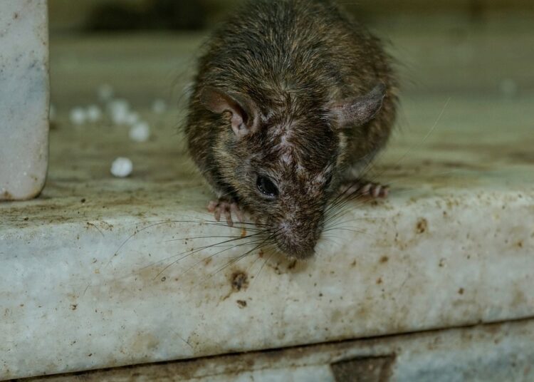 Обработват шахтите в Сливен срещу плъхове 1 rodent 3229592 960 720