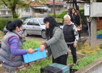 Дариха 2000 стръка цветя на детски заведения